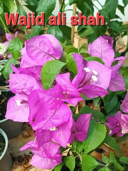 Bougainvillea,( bougainvillea, bugenvilea, bugenvila ) Wajid - 3
