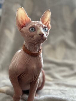 Kanadsky Sphynx - 3