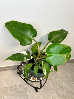 Philodendron White Princess - 3