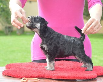 2 měsíční kníračí štěňátko - pes - 3