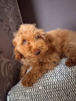 Pudlik trpasličí/TOY - 3