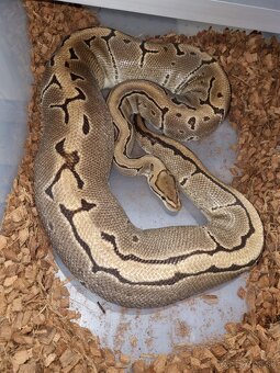 Ball Python- Python Regius - 3
