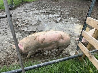 Prasata domáce z voľného výbehu - 3