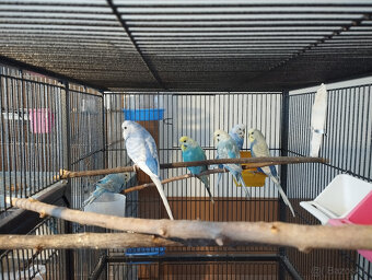 andulky na predaj - 3