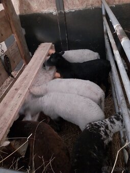 Jahnata na predaj - 3