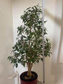 Bonsaj ficus benjamina 31 rokov - 3