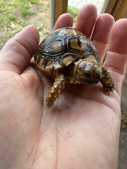 Suchozemská korytnačka- Geochelone pardalis - 3
