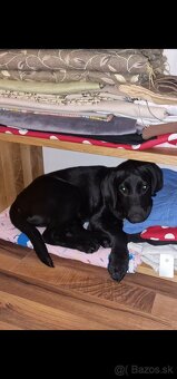 Darujem 4 mesačné labradorskeho retrievera - 3