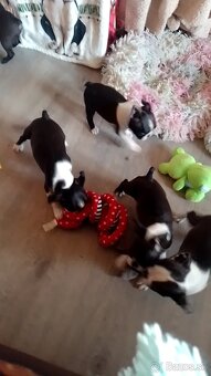 Boston Terrier, Bostonský teriér, Boston - 3