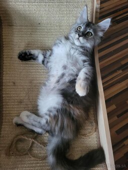 Mačiatka Maine Coon - 3