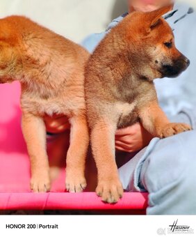 Shiba Inu - 3