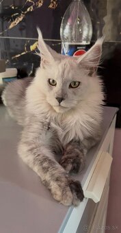 maine coon kocurik - 3