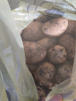 Predám zemiaky typ A - 3