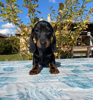 Jazvečík trpasličí s PP (chalani) - 3