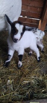 Predám mini kozu s dvomi malými capkami - 3