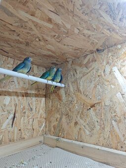 Neofema modrohlava - 3