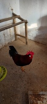 Vlaška jarabičia - 3