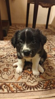 Border kolie s PP - 3