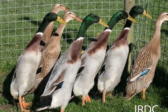 Kohúty, indycké bezce - 3