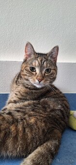 Nežná mačička LENKA hľadá domov - 3