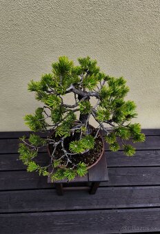 Bonsai, Bonsaj, Borovica horská - 3