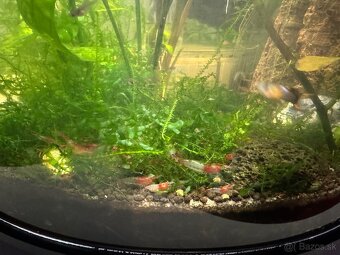 Predám krevetky Neocaridina Red Rili - 3