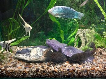 Akvarium - 3