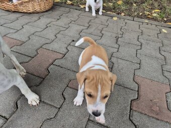 Šteniatka Jack russel - 3