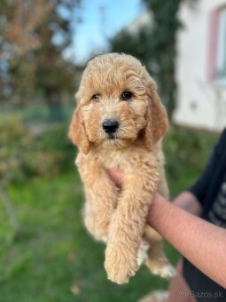 Goldendoodle / Pudel - 3