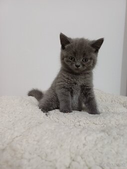 Britské mačiatka REZERVOVANÉ - 3