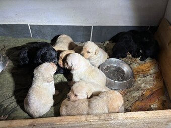 Labrador - 3