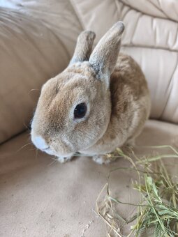 zakrslý králik samička - 3