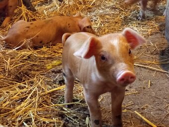 Predám odstavcata - 3