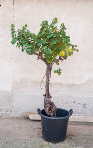 Starý vinič v kvetináči - 3