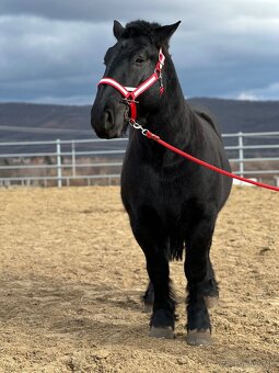 Ťažný kôň na predaj - Valach - 3