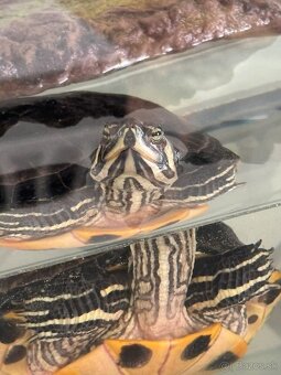 🐢 Vodné korytnačky – Lujza a Berta 🐢 - 3