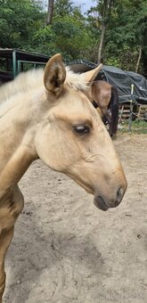 Lusitano klisna - 3