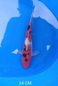 Koi kapor japan/jazierkove ryby - 3