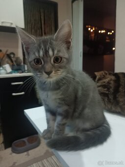 Britske maciatka - 3