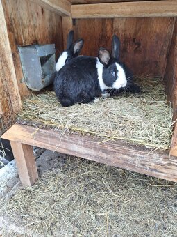 Šarišsky obrovit - 3