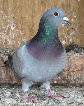 Poštové holuby - 3