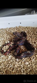 Boa Constrictor IMG INCA - 3