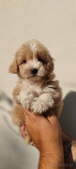 Malí chlapci z Micro Maltipoo - 3