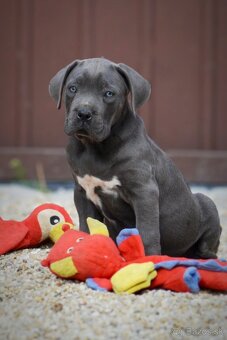 Cane corso s PP /FCI/- sivý psík a čierna sučka - 3