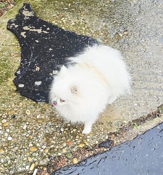 Pomeranian mini s PP FCI - 3
