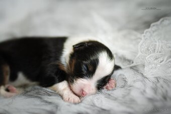 Austrálsky ovčiak - 3