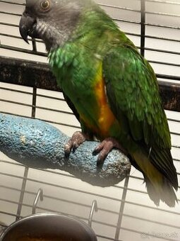 Papagáj Senegalský samec - 3