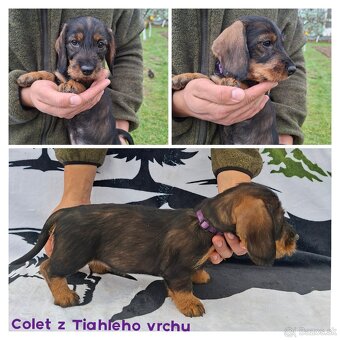 Jazvečík hrubosrstý - 3