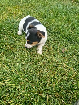 Jack Russel - 3