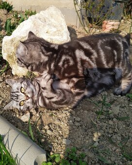 Predám mačiatka Whiskas - 3